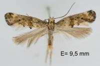 Epermenia ochreomaculella