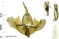 Epermenia ochreomaculella