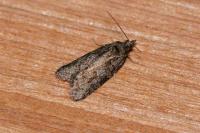 Cnephasia