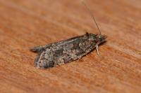 Cnephasia