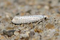 Yponomeuta evonymella