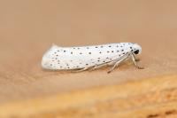 Yponomeuta evonymella