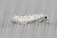 Yponomeuta