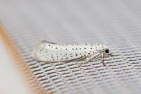 Yponomeuta evonymella