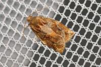 Archips xylosteana