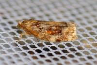 Archips xylosteana