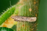 Pexicopia malvella