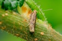Pexicopia malvella