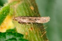 Pexicopia malvella