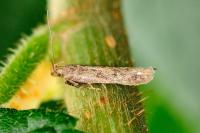 Pexicopia malvella