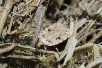 Agonopterix arenella