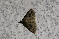 Alucita hexadactyla