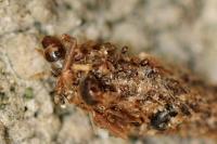 Dahlica triquetrella
