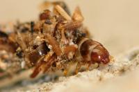 Dahlica triquetrella