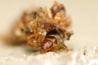Dahlica triquetrella
