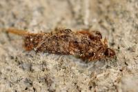 Dahlica triquetrella