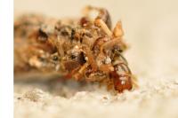 Dahlica triquetrella