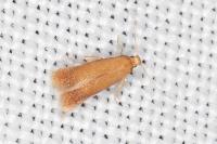 Tischeria ekebladella