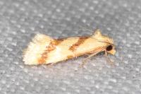 Aethes bilbaensis