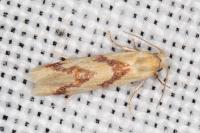 Aethes bilbaensis
