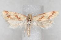 Aethes bilbaensis