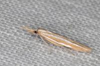 Coleophora helianthemella