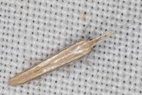 Coleophora helianthemella