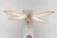 Coleophora helianthemella