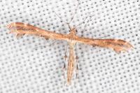 Oxyptilus distans