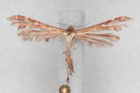 Oxyptilus distans