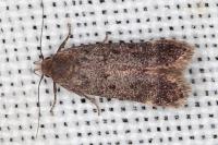 Anacampsis scintillella