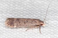 Anacampsis scintillella