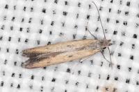 Mesophleps trinotella