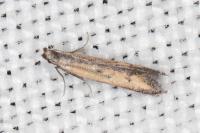 Mesophleps trinotella