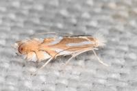 Phyllonorycter