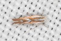 Phyllonorycter