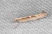 Plutella xylostella