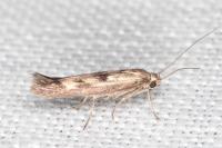 Scythris limbella