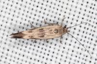 Scythris limbella