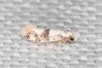Infurcitinea atrifasciella