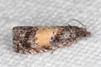 Endothenia nigricostana