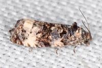 Endothenia gr. gentianaeana