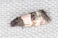 Propiromorpha rhodophana