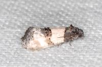 Propiromorpha rhodophana