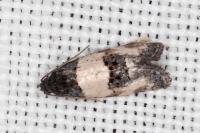 Propiromorpha rhodophana