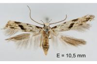 Stenolechia gemmella