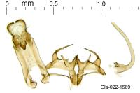Stenolechia gemmella