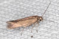 Scythris terrenella