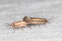 Scythris terrenella