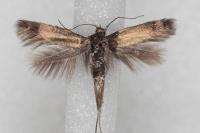 Scythris terrenella
